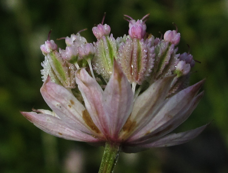 Astrantia3