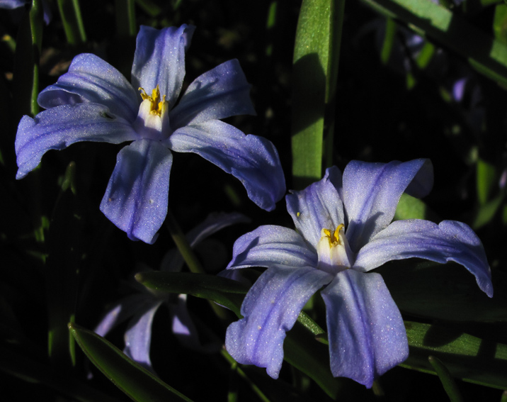 Chionodoxa1