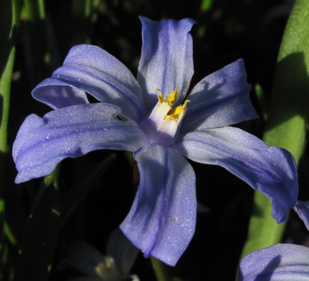 Chionodoxa2
