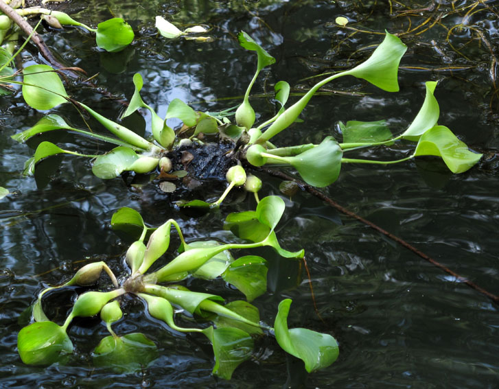 Eichhornia1