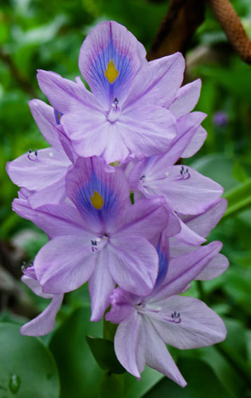 Eichhornia5