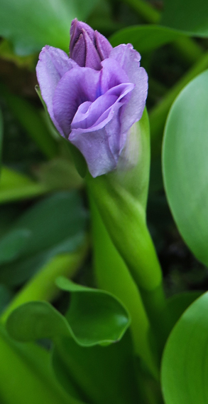Eichhornia4