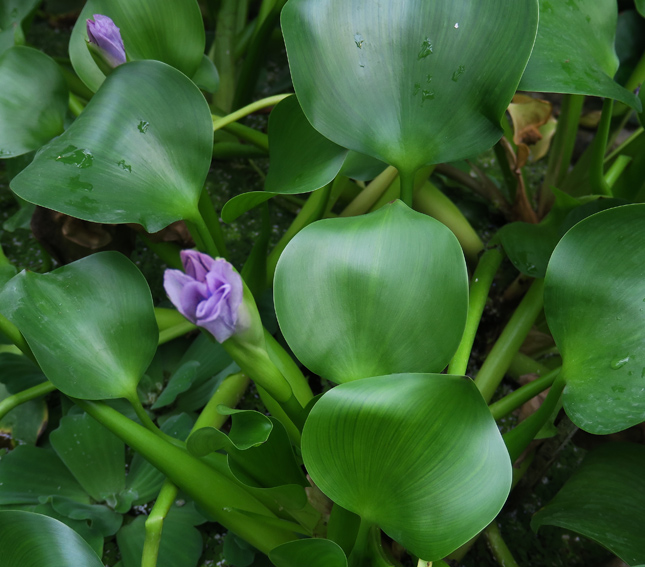 Eichhornia3