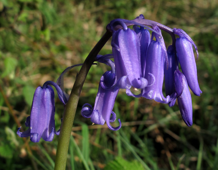 Scilla6a