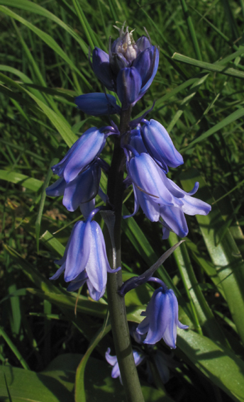Scilla6b