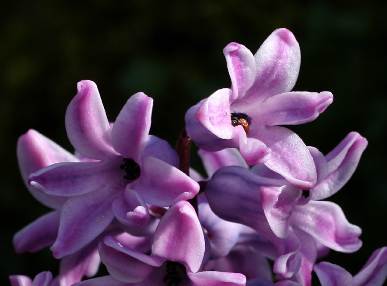Hyacinthus4