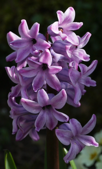 Hyacinthus2