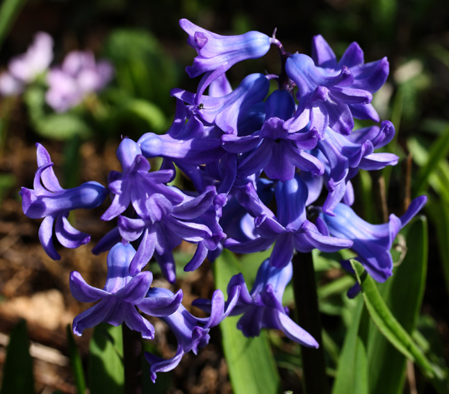 Scilla7