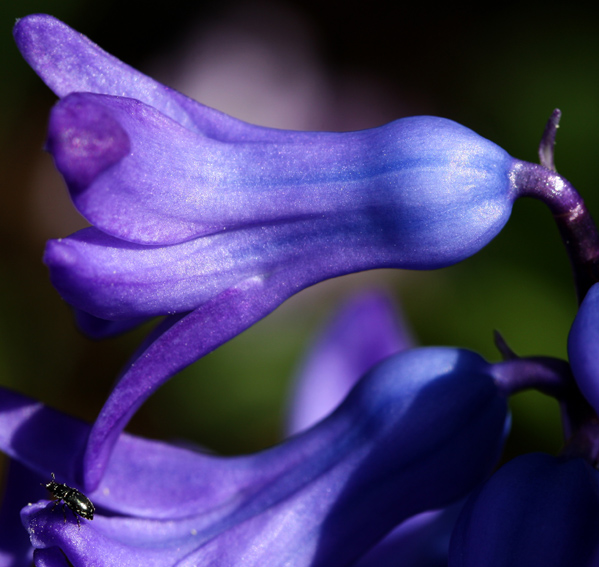 Hyacinthus3
