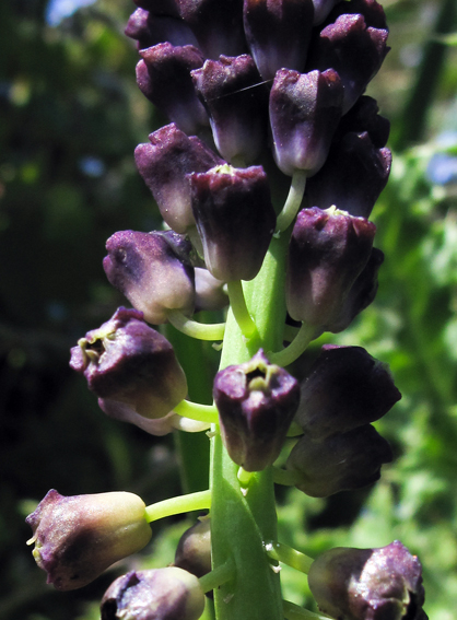Muscari10