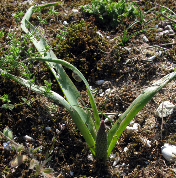 Muscari6