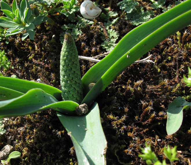 Muscari7