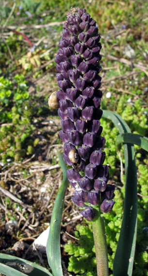 Muscari9