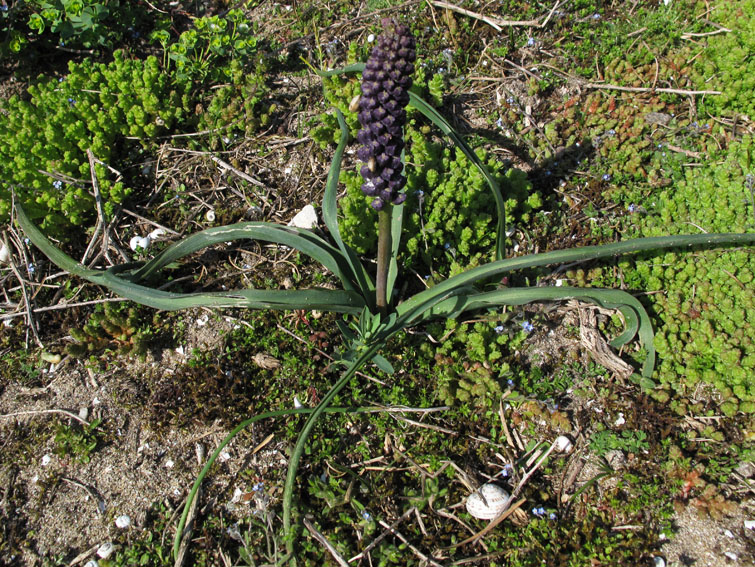 Muscari8