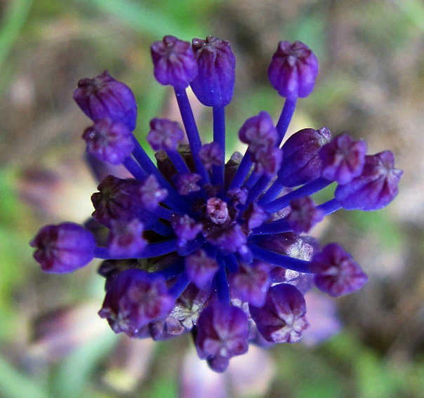 Muscari4a