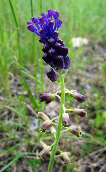 Muscari3