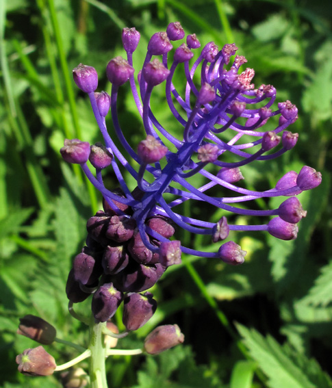 Muscari4