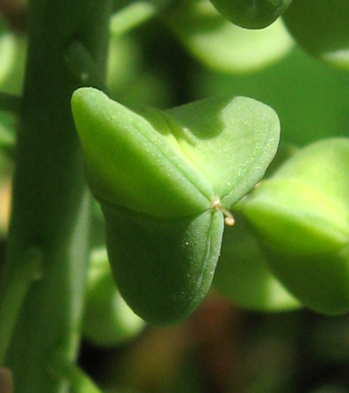 Scilla9