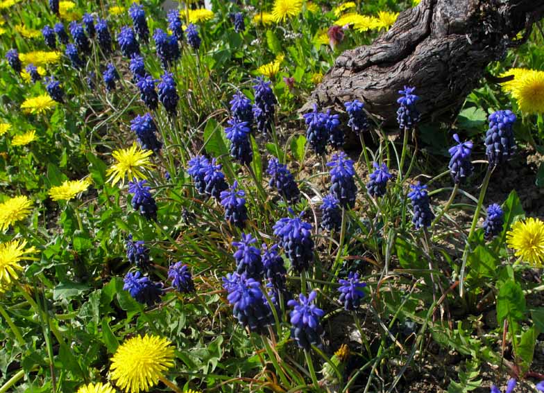 Scilla7a