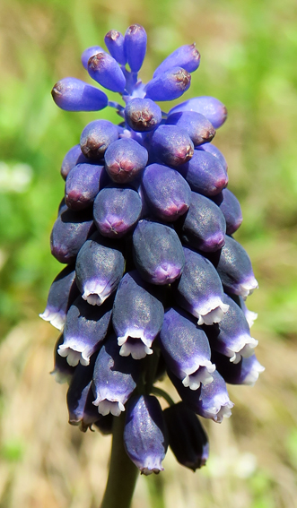 Scilla8