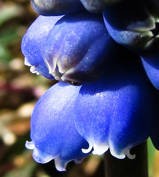 Scilla8a