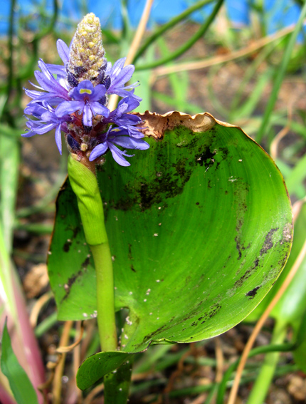 Pontederia1
