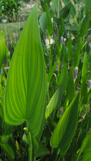 Pontederia2