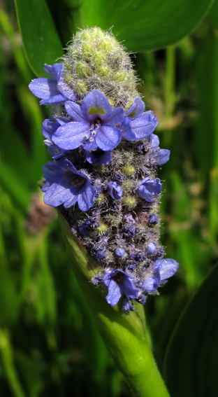 Pontederia3