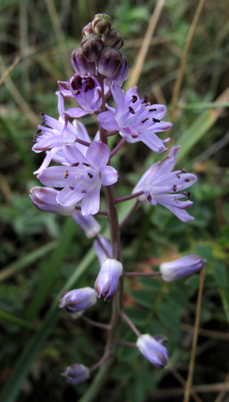 Scilla5b