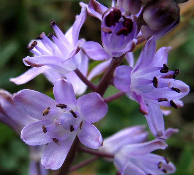 Scilla5c