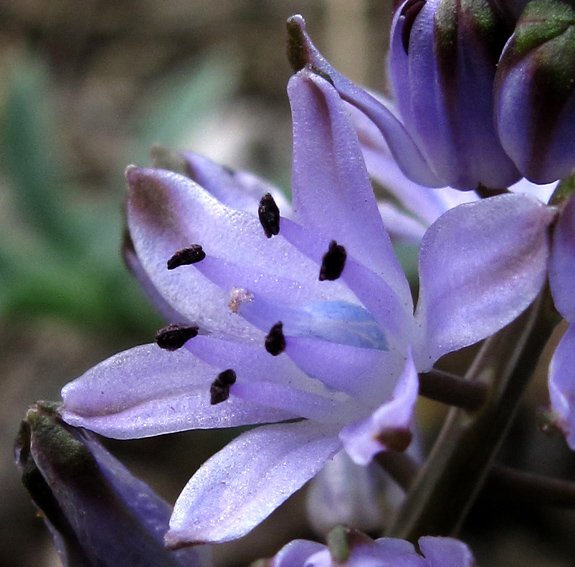 Scilla5d