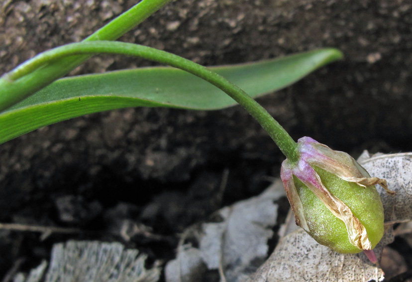 Scilla5a2