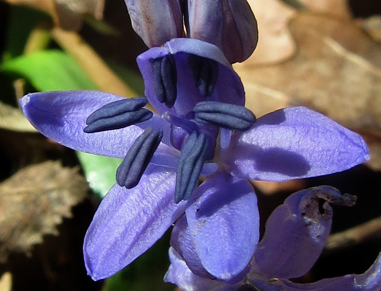 Scilla4a