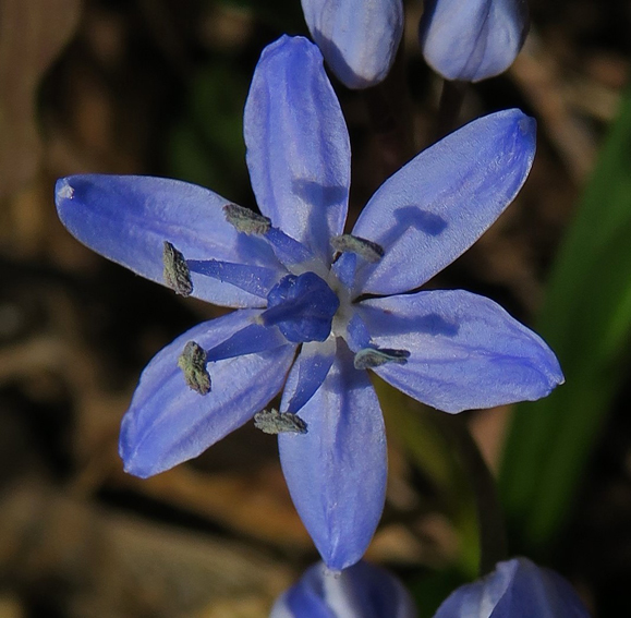 Scilla4b