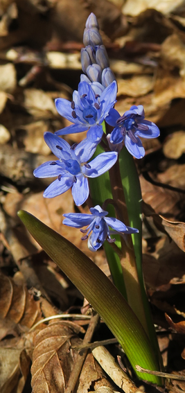 Scilla1