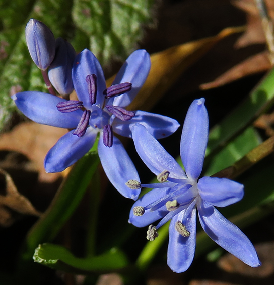 Scilla3