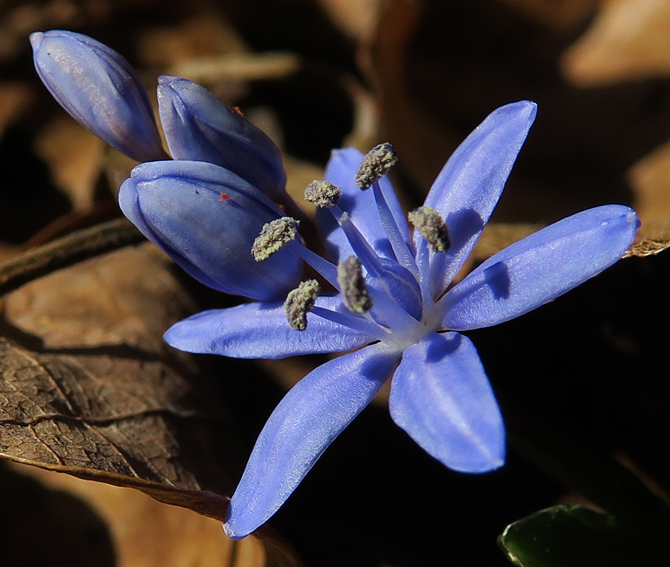 Scilla4
