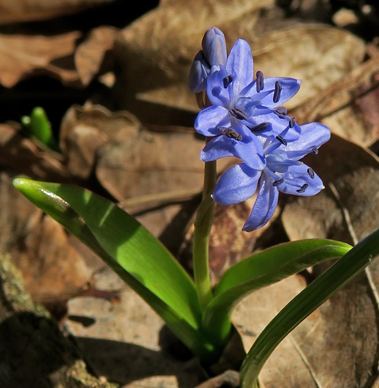 Scilla1b