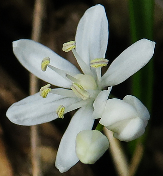 Scilla4c