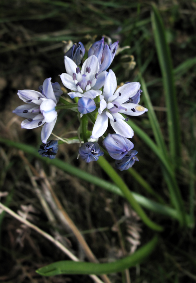 Scilla5e
