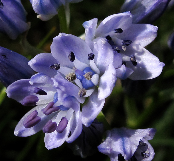 Scilla5g