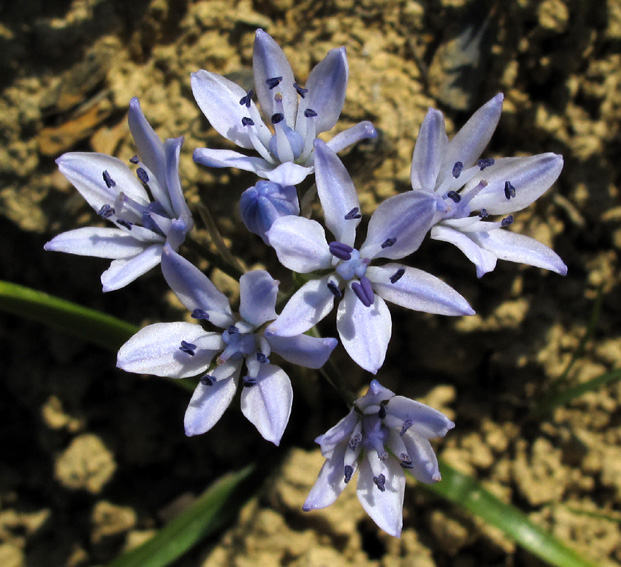 Scilla5f