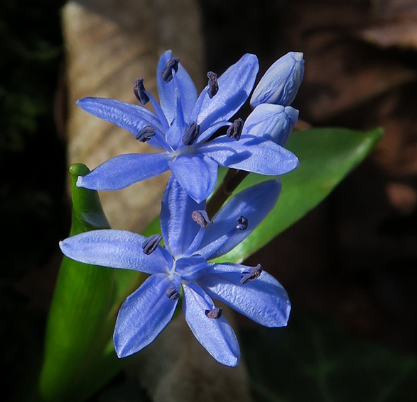 Scilla2