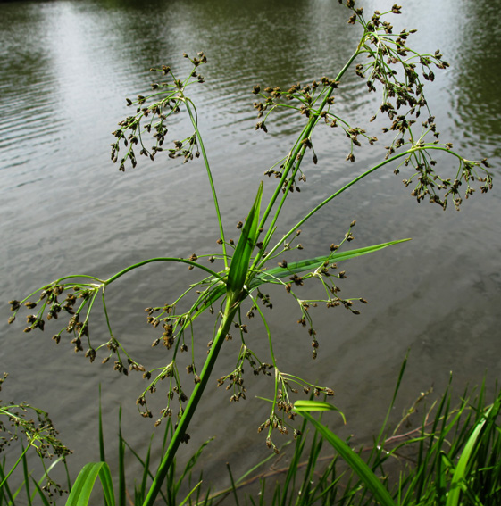 Scirpus3