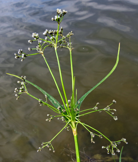 Scirpus3a