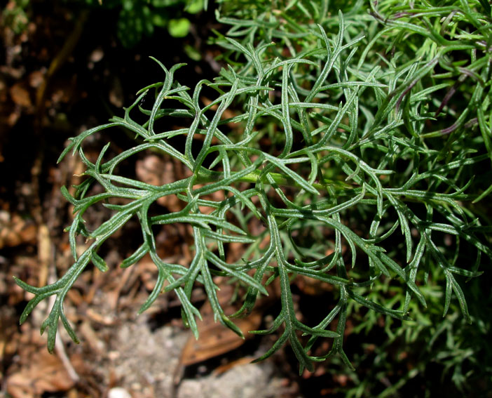 Senecio7
