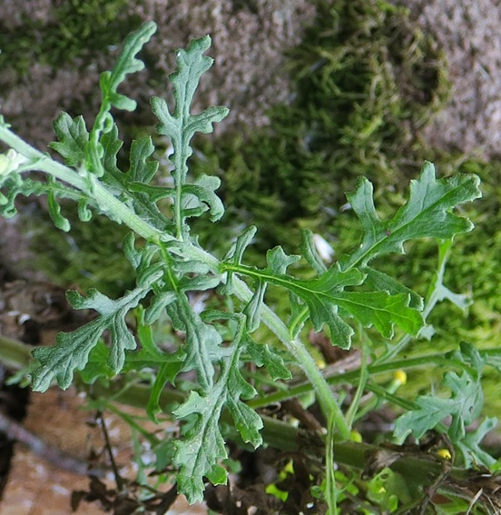 Senecio6