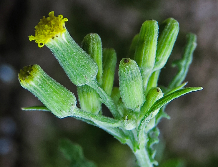 Senecio6a