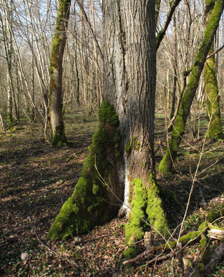 Ulmus9