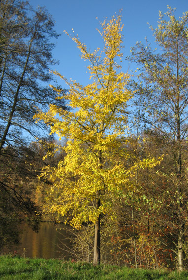 Ulmus1
